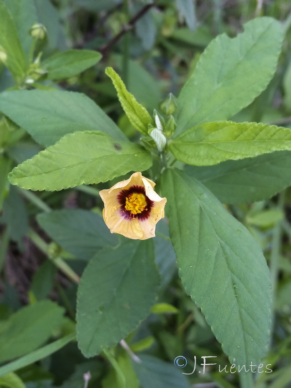 Sida rhombifolia.01
