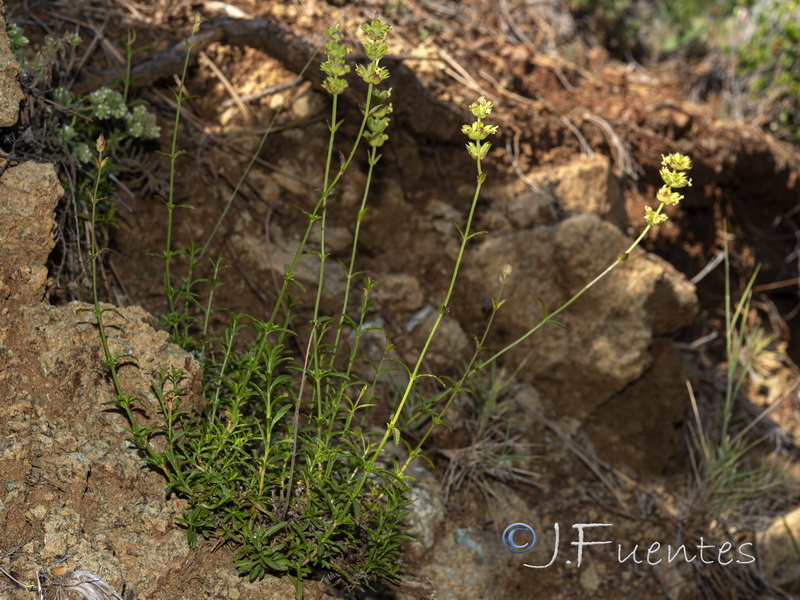 Sideritis arborescens.01