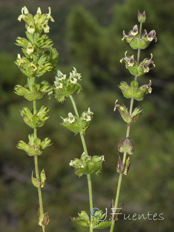 Sideritis arborescens.05