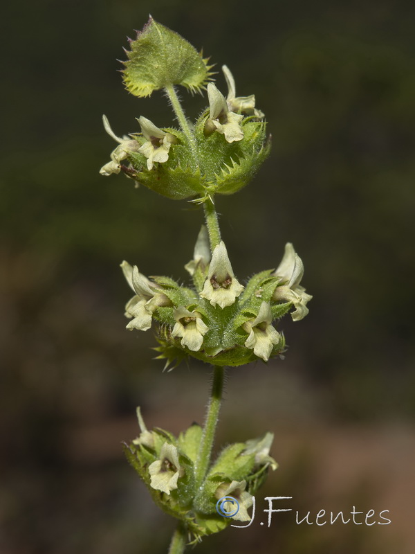 Sideritis arborescens.06