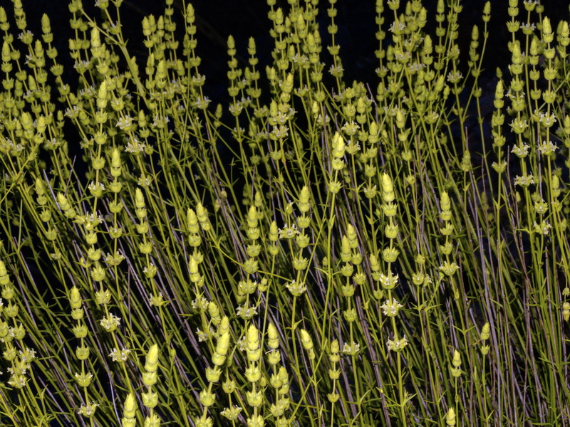 Sideritis arborescens.18