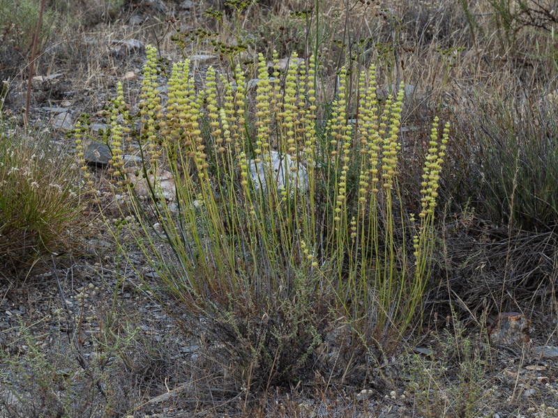 Sideritis arborescens.19