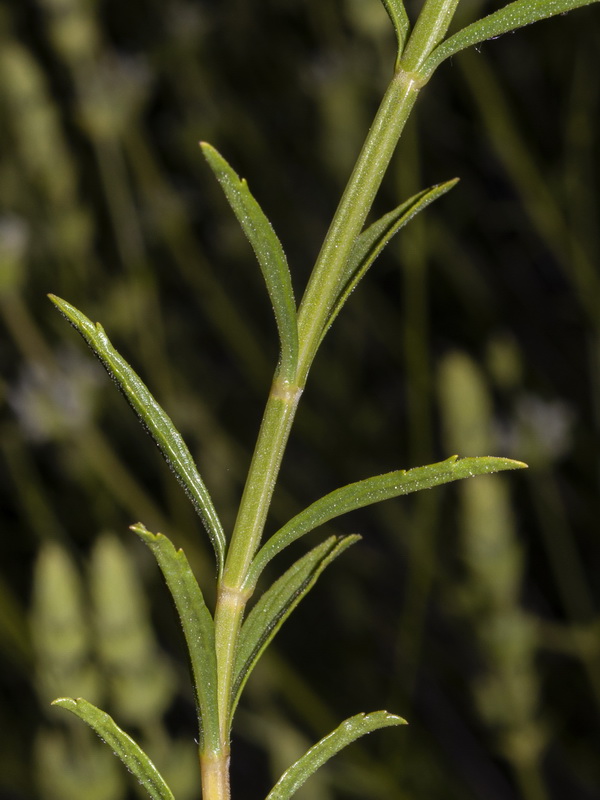 Sideritis arborescens.25