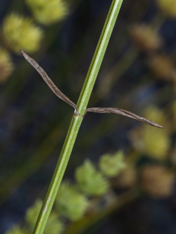 Sideritis arborescens.26