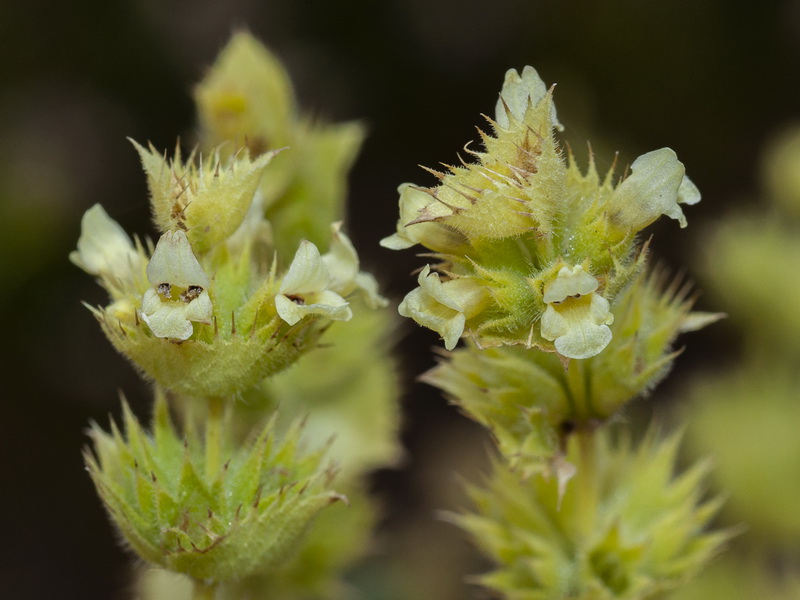 Sideritis arborescens.30