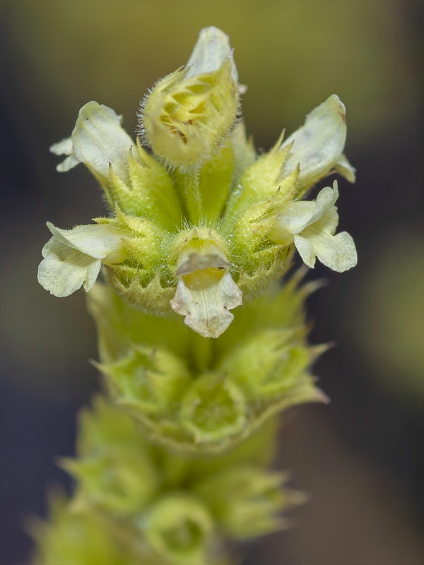 Sideritis arborescens.31