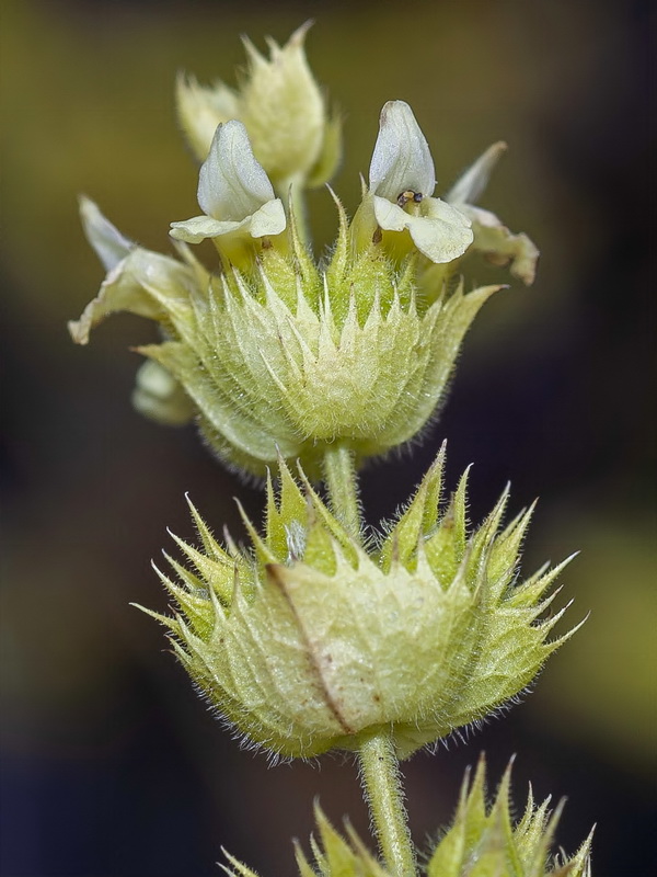 Sideritis arborescens.33