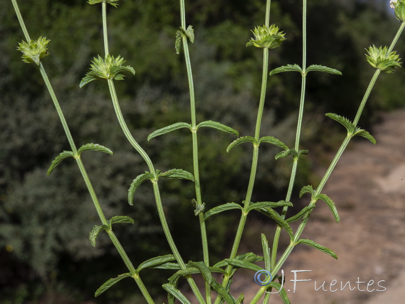 Sideritis arborescens.24