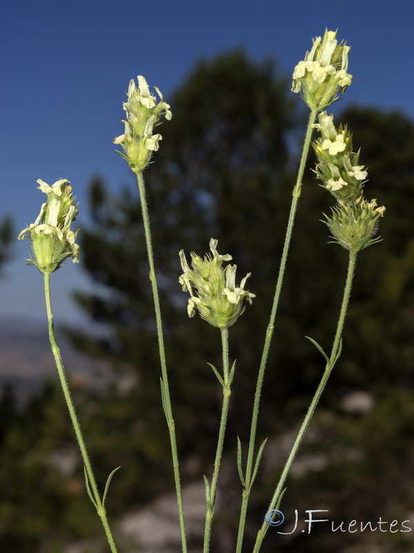 Sideritis carbonellii.01