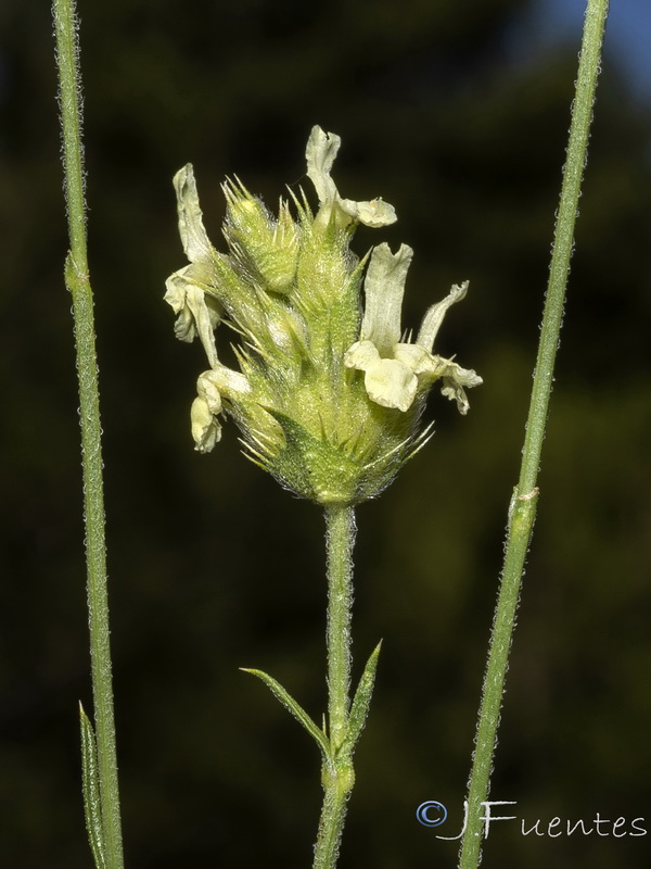 Sideritis carbonellii.02