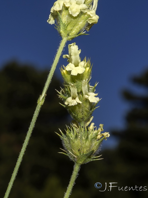 Sideritis carbonellii.03