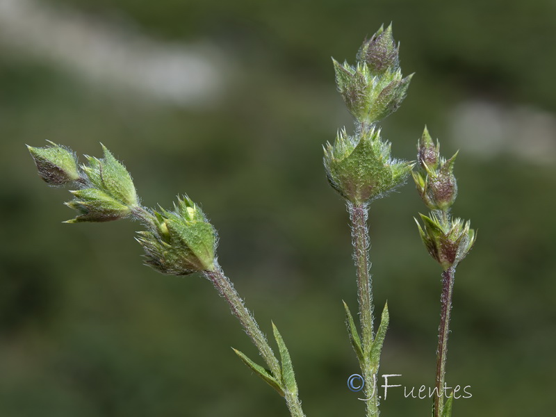 Sideritis carbonellii.06