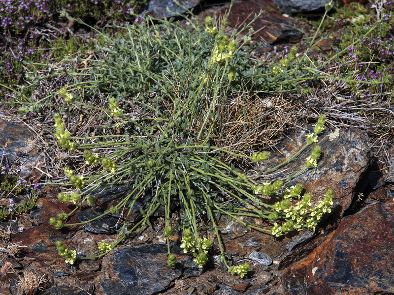 Sideritis glacialis.04