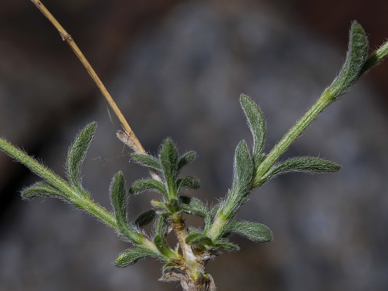 Sideritis glacialis.06