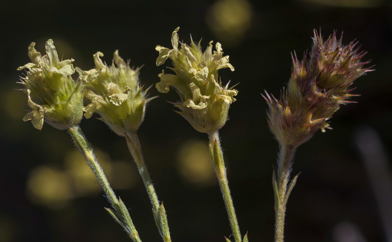 Sideritis glacialis.12