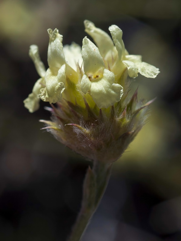 Sideritis glacialis.13