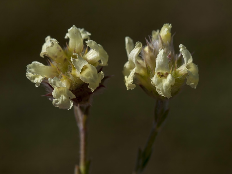 Sideritis glacialis.14