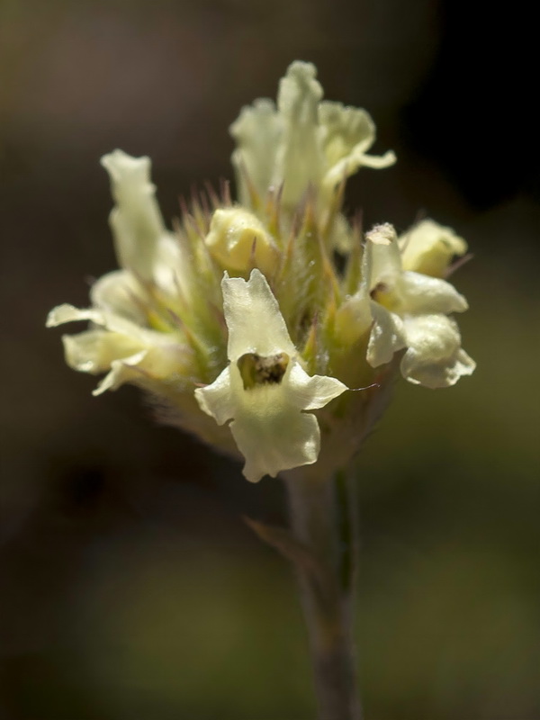 Sideritis glacialis.15