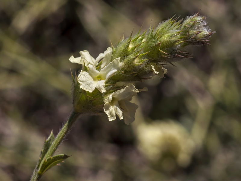 Sideritis glacialis.17