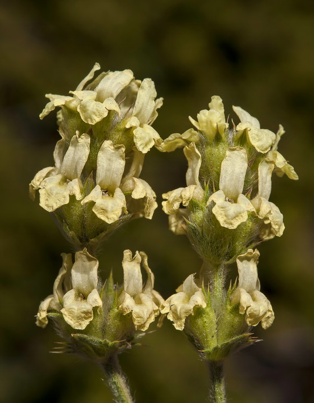 Sideritis glacialis.18