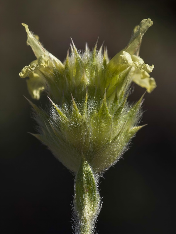 Sideritis glacialis.21