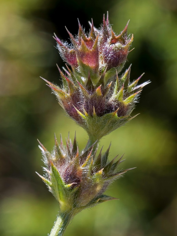 Sideritis glacialis.22