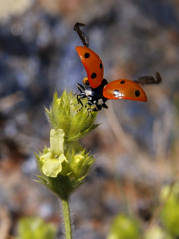 Sideritis glacialis.23