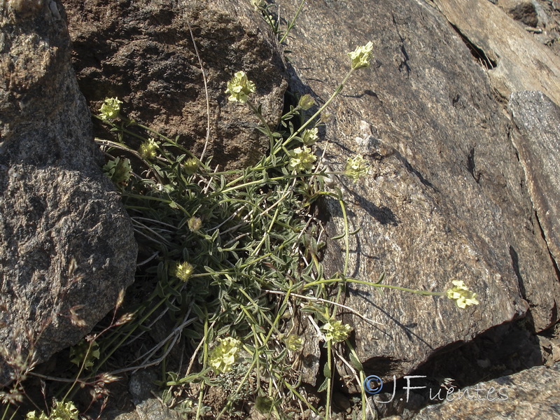 Sideritis glacialis.25