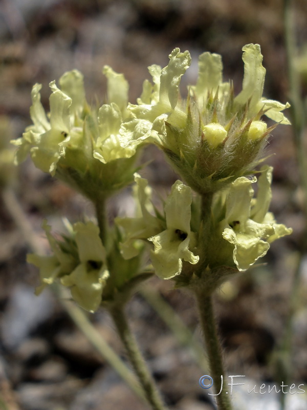 Sideritis glacialis.27