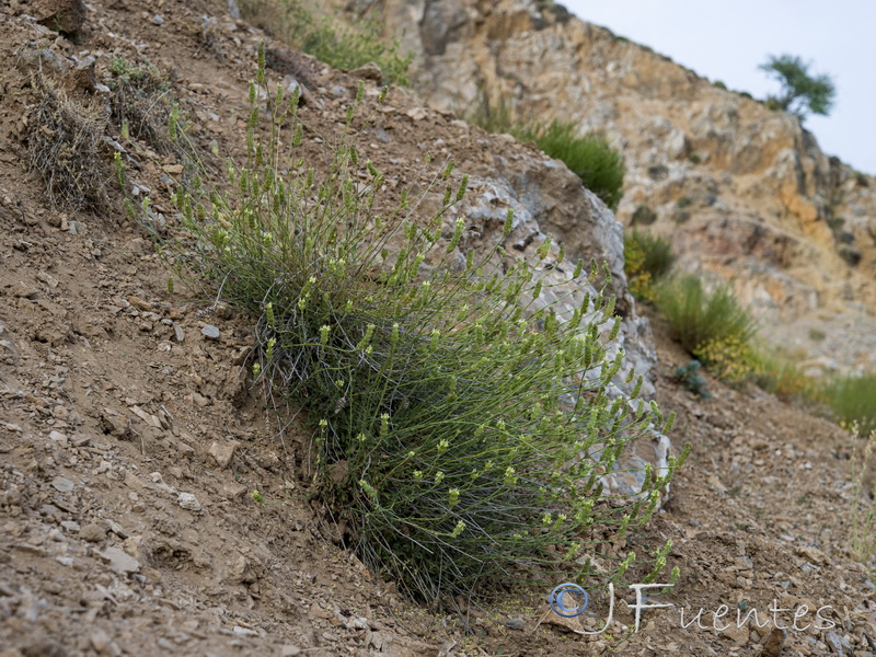 Sideritis glacialis virens.01