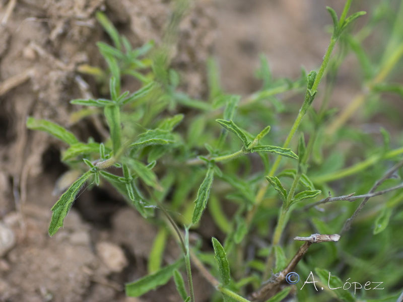 Sideritis glacialis virens.04