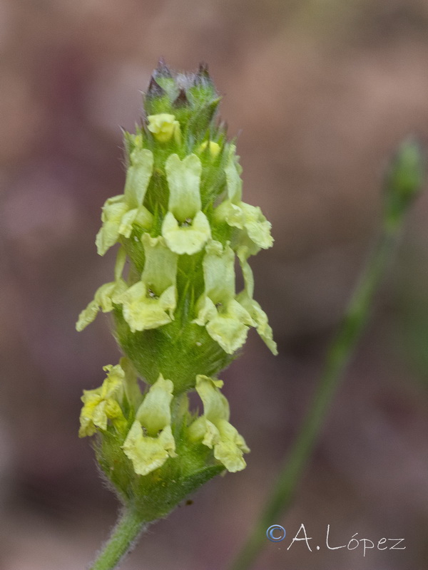 Sideritis glacialis virens.05