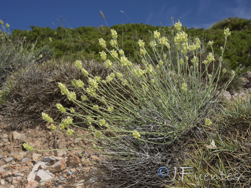 Sideritis glacialis virens.03