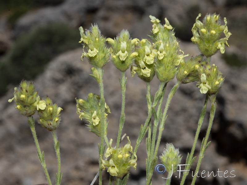 Sideritis glacialis virens.09