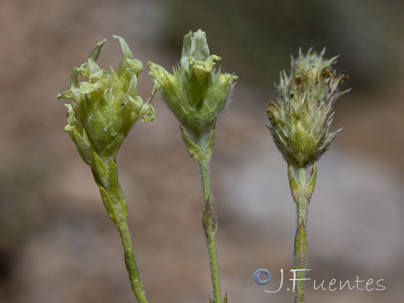 Sideritis glacialis virens.11