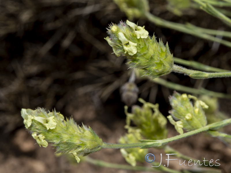 Sideritis glacialis virens.12