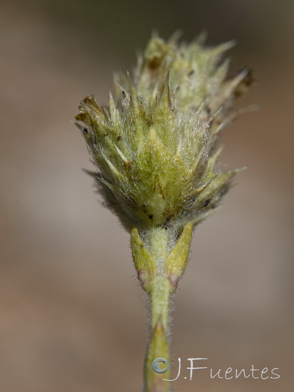 Sideritis glacialis virens.13