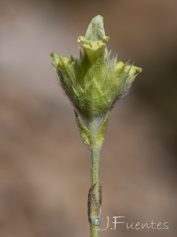 Sideritis glacialis virens.14