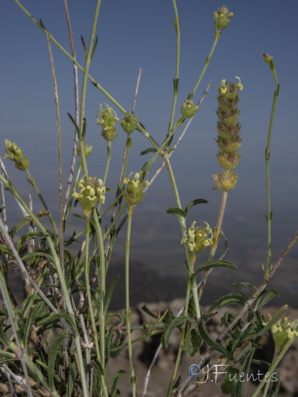 Sideritis glacialis virens.15