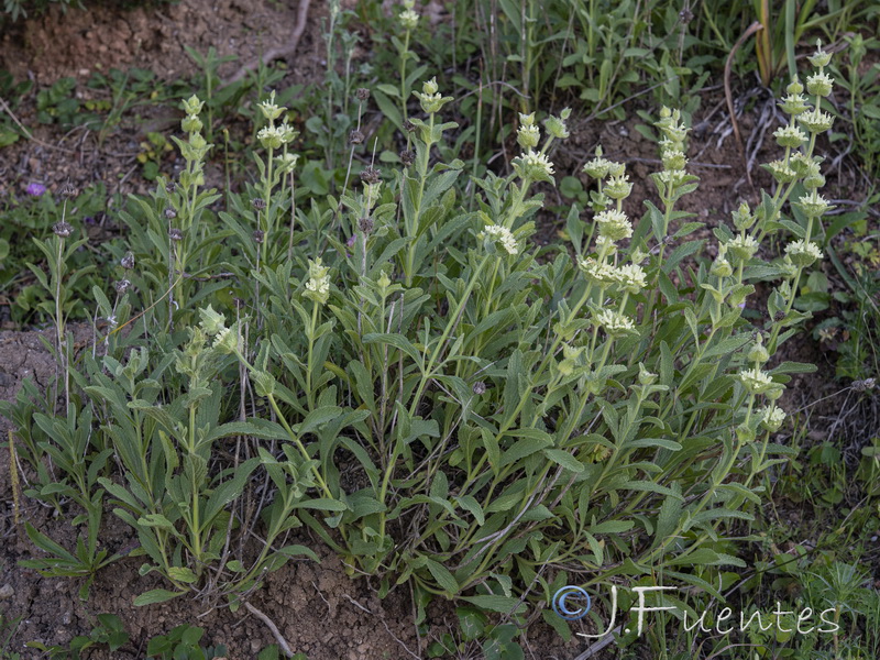 Sideritis grandiflora.01