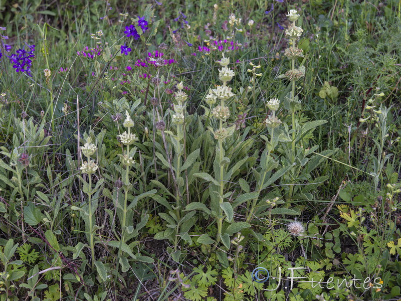 Sideritis grandiflora.02