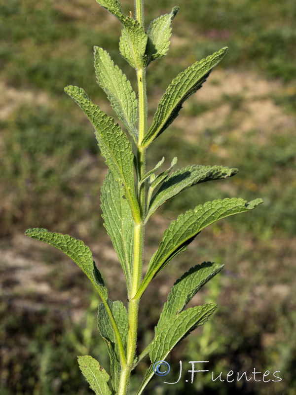 Sideritis grandiflora.04