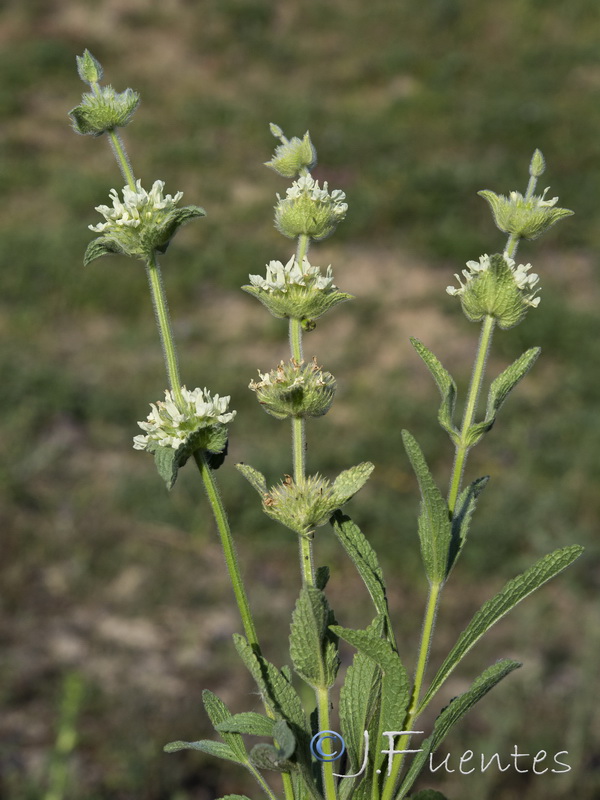 Sideritis grandiflora.05