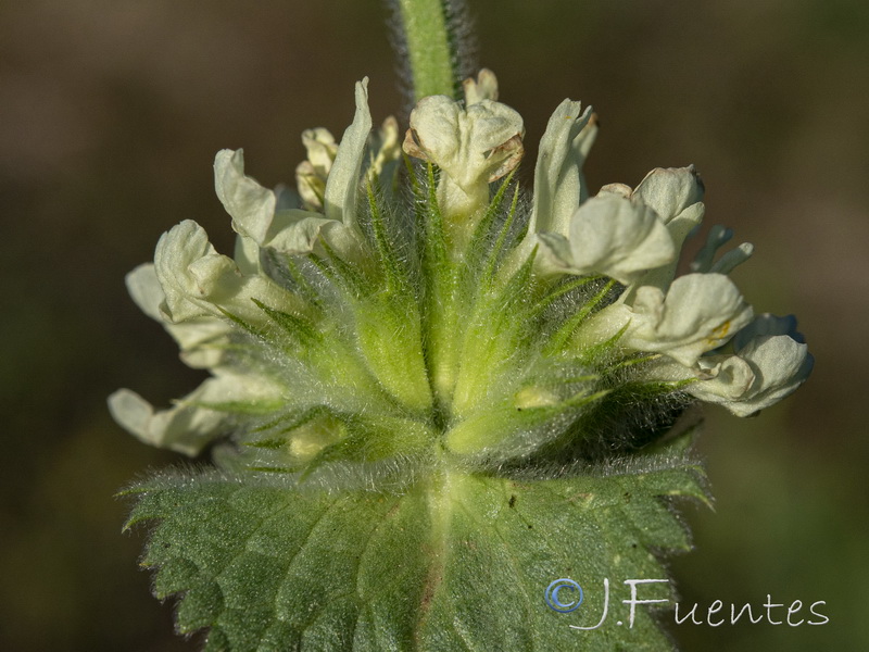 Sideritis grandiflora.07