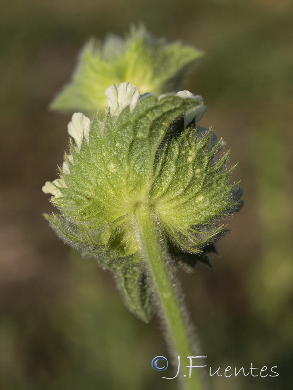 Sideritis grandiflora.08