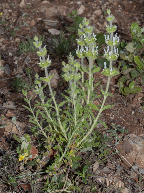 Sideritis hirsuta hirsuta.01