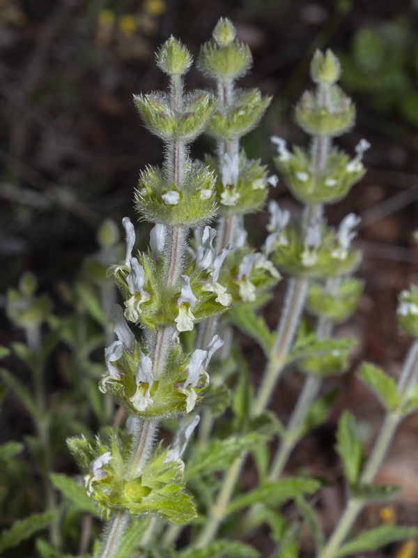 Sideritis hirsuta hirsuta.02