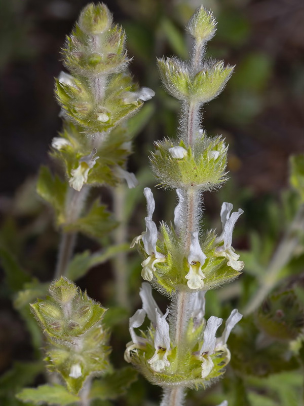 Sideritis hirsuta hirsuta.04