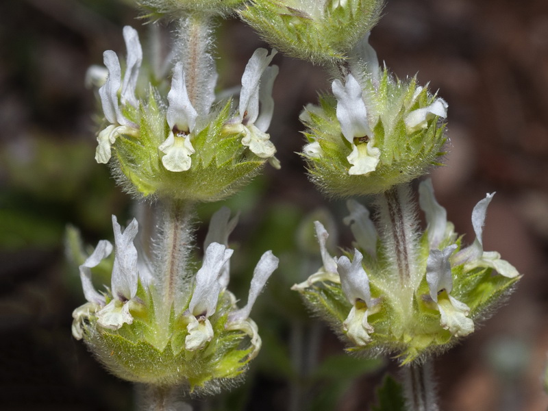 Sideritis hirsuta hirsuta.07