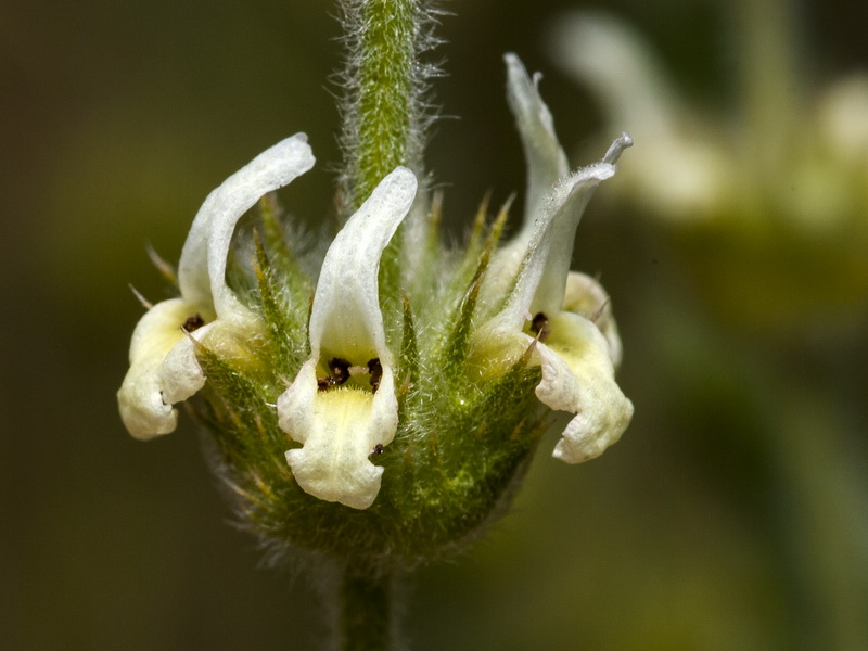 Sideritis ibanyezii.10